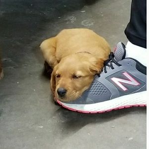 Meet your Posher, Randall